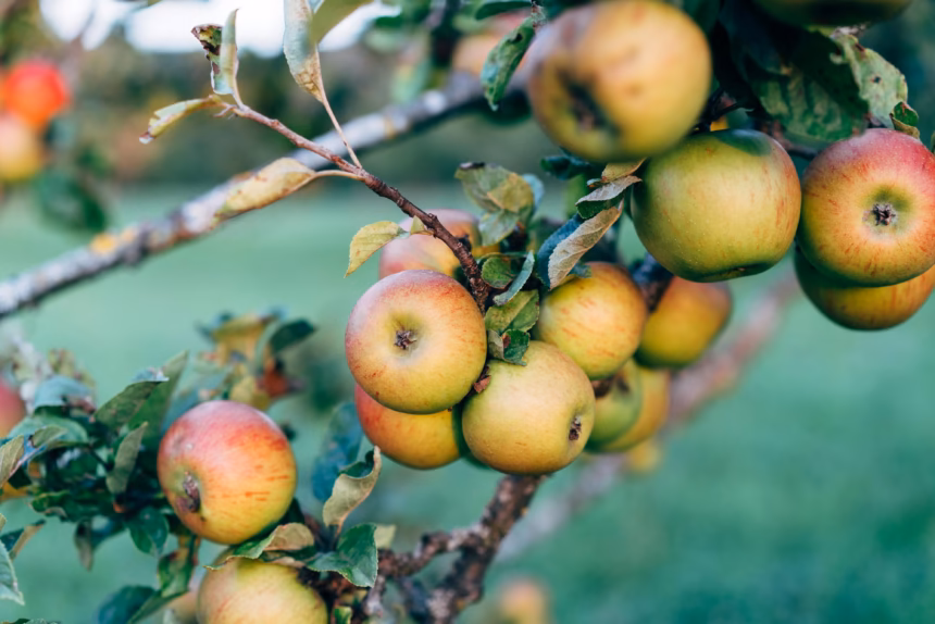 Health Benefits of Apples